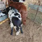 ذبائح سواكني طيبه مرابي لها اكثر من اربعه شهور