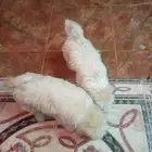 كلاب للبيع