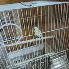 جوز طيور روز و طير بادجي