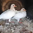 السلام عليكم متوفر زغليل شحم ولحم