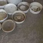 صحون تفقيس للطيور والدجاج