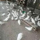 حمام فرنسى