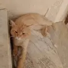 قطة ضائعه بشرائع الخط الاصفر