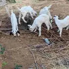 أربع روس ماعز مناتيج يتبعها أربع تيوس وعناق