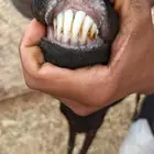 شاه معاها جفره