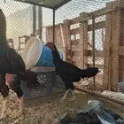 دجاجه باكستانيه