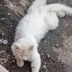 قط بيوتي ظايع