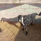معزا مضاريع