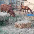 حسيل جذع شحم ولحم