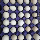 بيض بلدي اليوم طازج