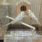 زوج بادجي وفروخه