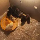 صيصان للبيع وبسعر مناسب