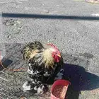 ديك قزم للبيع