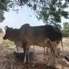 بقره يتبعها حسيله