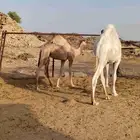 قعدان مناسبه عاليه الجوده