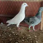 للبيع زاجل سباق بحريني هولندي