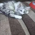 قطوه هملايا ظريف جدا ولعوب ويحبل لعب على السوم اكل ياكل اي ش