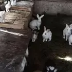 ارانب للبيع ارنب