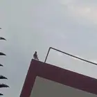 محتاجين شبك دجاج جاهز مفصل اللي عنده يتواصل معي