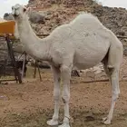 قعود كفو
