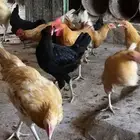 دجاج تركي وفيومي