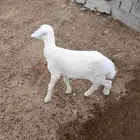 رخل