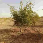 اشجار رمان وزيتون للبيع
