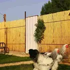 ديوك كولمبي كونك اساس خوارج