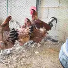 دجاج فرنسي احمر للبيع