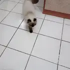 قطه هملايا شوكلت للتبني