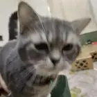 تبني