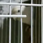 بغبغاء دره مع طيور روز