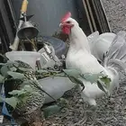 السلام عليكم ورحمة الله وبركاتة للبيع دجاجة وذيك