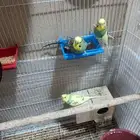 Budgies for sale