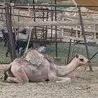 قعودين مناسبه فاخر من الاخر