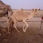 قعود طيب مقفل تحت امه
