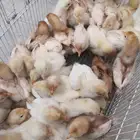 صوص دجاج لوهمان