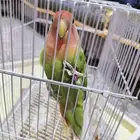روز للبيع
