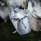 حمام رقاص