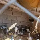 حمام زاجل 8اجواز وسلفر 9اجواز وعايدي فروخ 8حبات