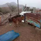 بقر للبيع