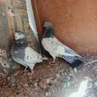 بكستانيات واحد بانتيز والثاني موتيا