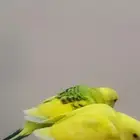 زوج بادجي وفروخه