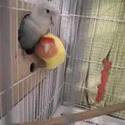 بسم الله جوز روز منتج مرتين غير اليف في وقت الجواز الأن