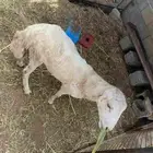 فرير كبش على الشرط