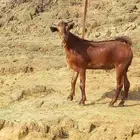 تيس بلدي ادهم ثني ما شاء الله تبارك الله على السوم