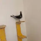 اناث حمام زاجل