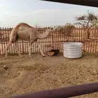 قعود مناسبه فاخر من الاخر