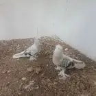 زوجين حمام فاخره