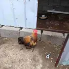 خضيره عياش
